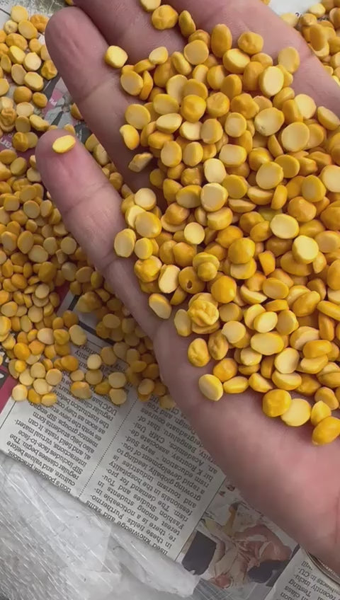 The EIGG Pulses Whatsapp community