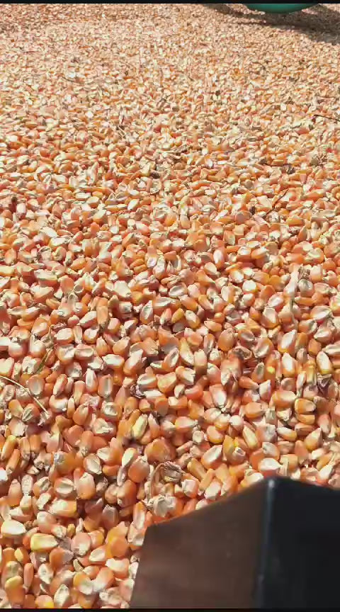 The EIGG Pulses Whatsapp community