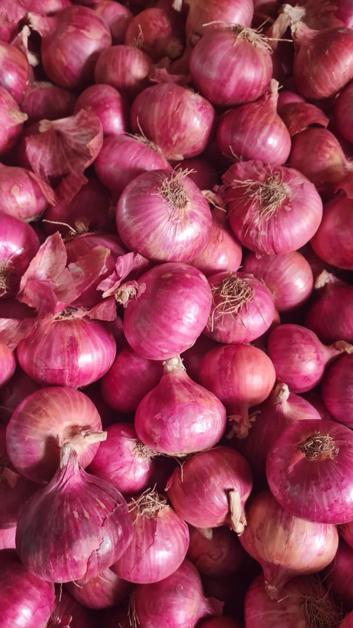 Premium Onion Community - farmers + traders + exporters
