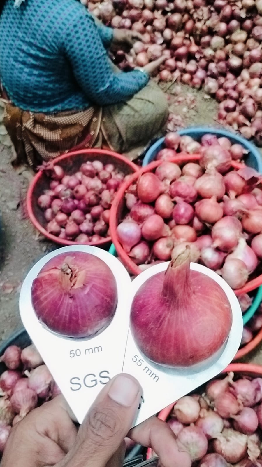Premium Onion Community - farmers + traders + exporters