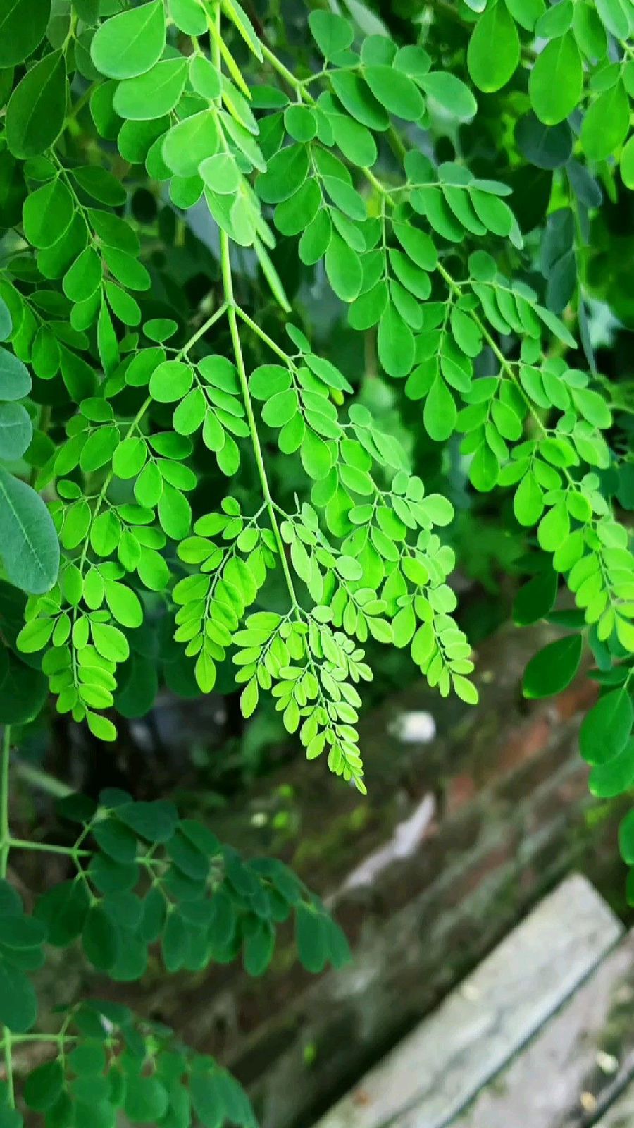 MORINGA IMPORT EXPORT COMMUNITY