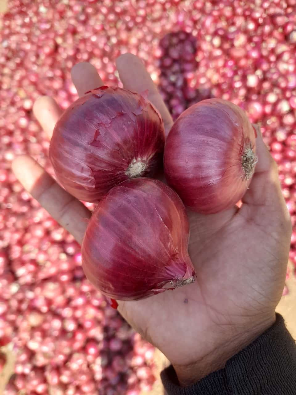 Premium Onion Community - farmers + traders + exporters